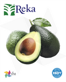 (RKA) - Tasmania Avocado